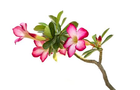 close up adenium tree isolated on white backgroundの写真素材
