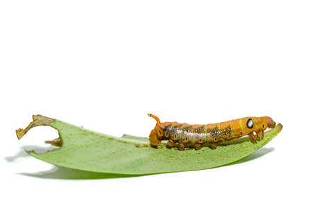 Close-up orange striped caterpillars isolated on white backgroundの写真素材