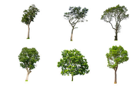 green tree isolated for design on white backgroundの写真素材