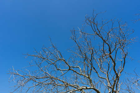 Dead tree isolated split white background old dry tree natural,Tree dead concept.の写真素材