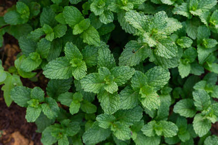 Beautiful full mint leaves on green background