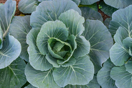 close-up green Leaves cabbage top view