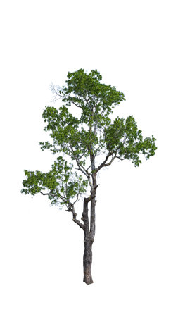 Single tree isolated on white backgroundの写真素材