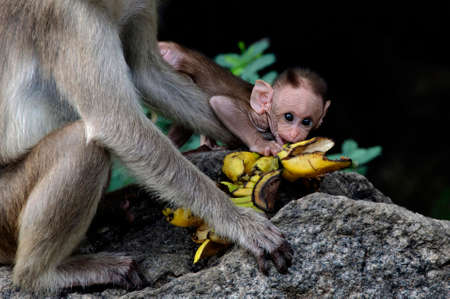 A baby monkey under the protective hands of parent