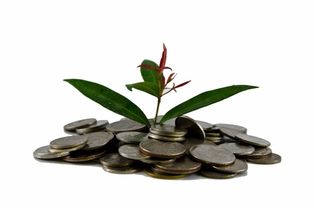 tree and coinの写真素材