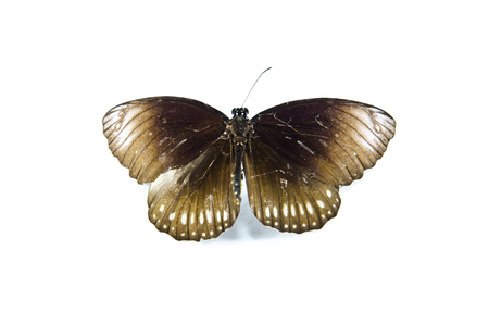 butterfly is animal on white paperの写真素材