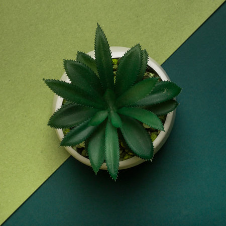 Ecology concept. Potted plant overtwo-colored green background, top view. Square shapeの写真素材