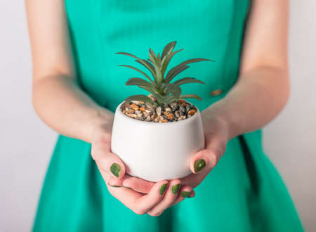 Female hand holding green plant in pot. Woman in green dress and with green nails.の写真素材