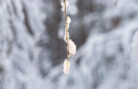 Twig with ice and snow in february. Branch on blurred background.の写真素材