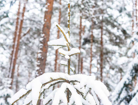 Close up of snowy fir or pine tree branch in winter forest.の写真素材