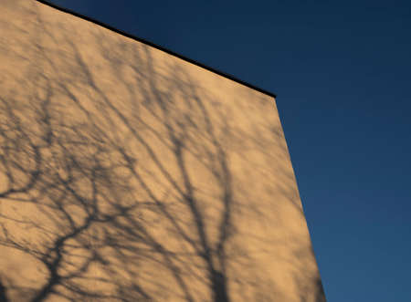 Shadow of tree branches on building on sunny day and blue sky coner. Sunlight and plant silhouette. Daylight art photography with copy space for text.の写真素材