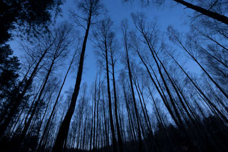 Creepy landscape of blue forest or woods with shadow trunks from bottom view. Mystery horror pine...