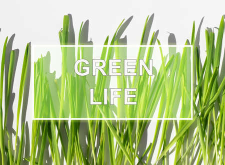Green life text on green grass in daylight.の写真素材