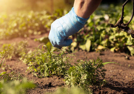 Gardener working in green garden and pulling out weeds from soil, close up.の写真素材