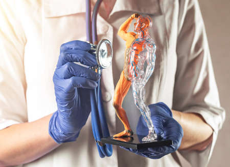 Check up of blood circulatory and muscular systems of human body model. Health care of muscles and...