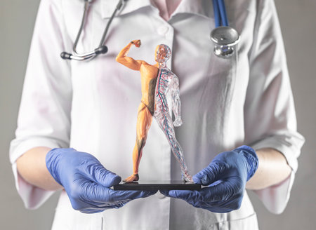 Human body model, childish toy for education, in doctor hands. Body circulatory and muscular systems. Anatomy of artery and veins for children.の写真素材