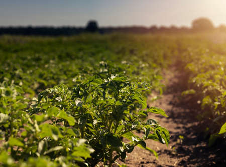 Green field of plants and sky horizon. Rural landscape on sunny day.の写真素材