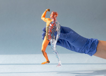 Doctor hand in glove holsing to human body 3d model without skin with circulatory and muscular systems over blue background. Anatomy concept.の写真素材