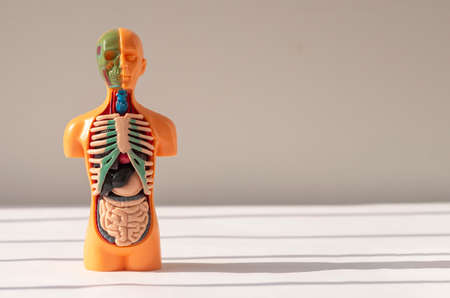 3d human model with inner organs inside. Medical anatomical background with copy space for text.の写真素材
