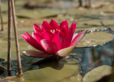 Waterlily flower among leaves in pond in summer with daylight.の写真素材