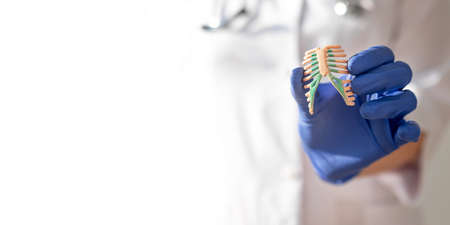 Hand in gloves holding rib bones of human model, close up. Medical white banner with copy space.の写真素材