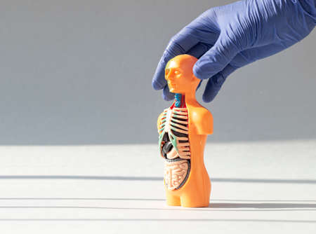 3d human model with inner organs. Medical anatomical concept. Anatomy banner with copy space for text.の写真素材