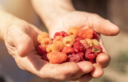 Hands full of red raspberries. Handful of ripe fresh berries.の写真素材