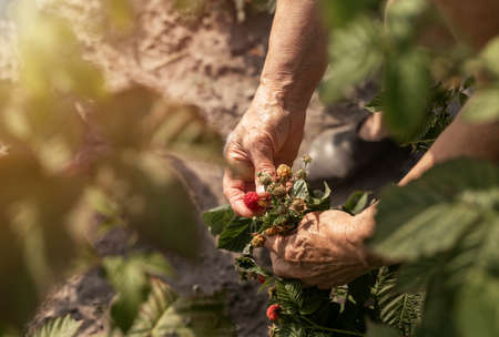 Farmer hands picking raspberries from garden bush. Red ripe fresh berry on branch close up.の写真素材