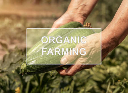 Organic farming text over farmer hands holding green natural harvest of zucchini.の写真素材