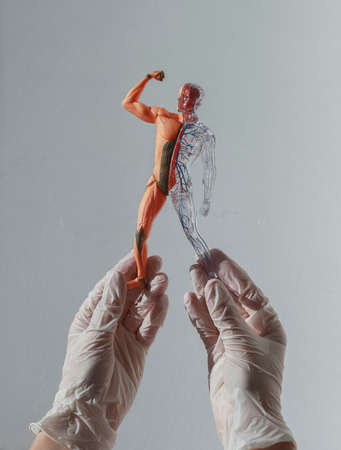 Hands in gloves holding skinless human body 3d model with circulatory and muscular systems. Anatomical medical concept.の写真素材