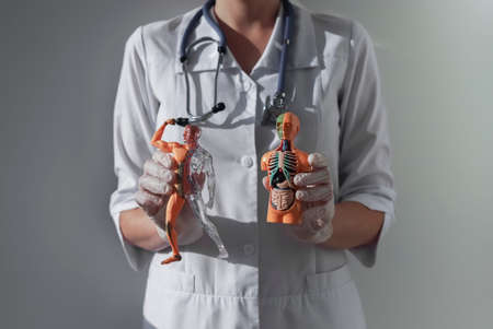 Anatomical study concept. Human body models in doctors hands.の写真素材