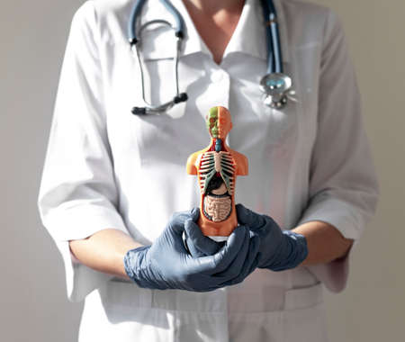 3d human model with inner organs inside. Concept of medical healthcare.の写真素材