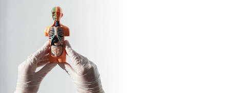 Human body model with organs inside over white banner with copyspace.の写真素材