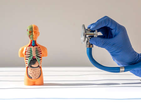 Listening with stethoscope skinless human body model with inner organs.の写真素材