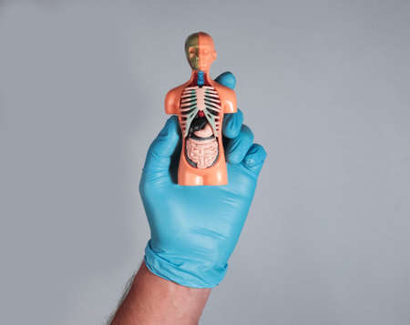Skinless human body model with inner organs in hand in glove.