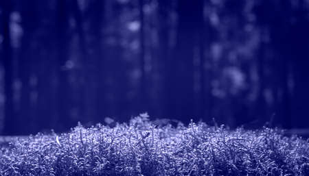 Veri peri colored banner with copy space.の写真素材