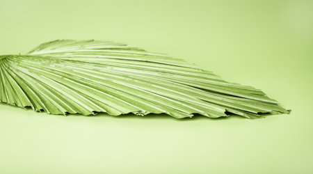 Beautiful green serving tray of leaf shape. Dish for food, stand for jewelry and other things in eco style. High quality photoの写真素材