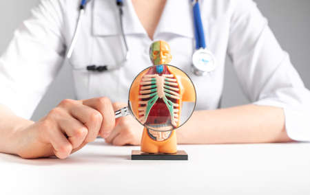 Doctor magnifies with loupe lungs in 3d human model. Anatomy, medical education, respiratory system...