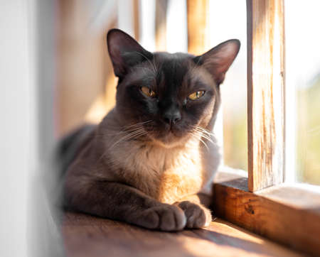 Portrait of burmese cat lying resting on wooden windowsill in sunshine. Pet at home. High quality photoの写真素材