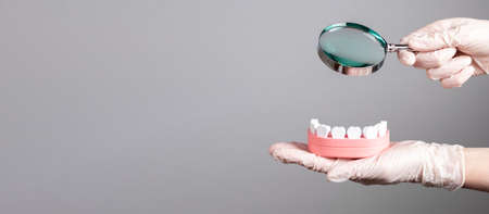 Banner with dentist holding magnifying glass over jaw model with teeth. Regular dental checkup,...