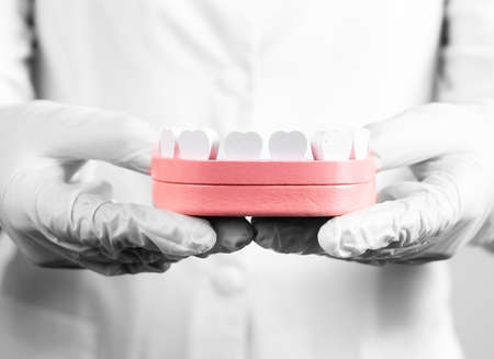 Dentist hands holding jaw model with teeth. Dentistry, oral hygiene, dental checkup concept. Visiting doctor. Decay, gum diseases prevention and detection. High quality photoの写真素材
