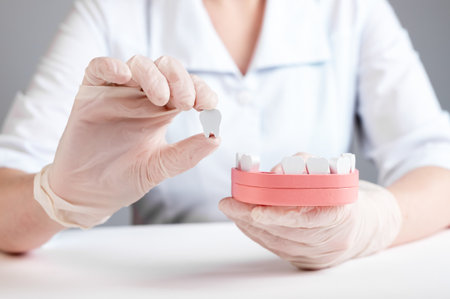 Dental implantation. Dentist holding tooth and jaw models. Restoration, implant installation...