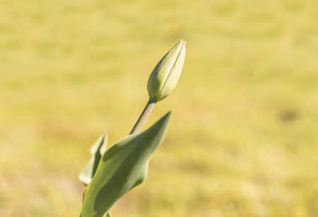 Delicate tulip with unopened bud on yellow background. Spring flowers. High quality photoの写真素材
