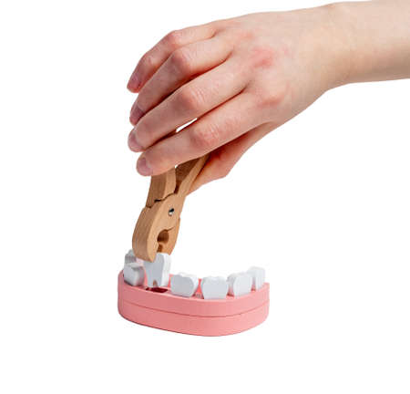 Extraction of tooth from toy jaw model with forceps close up. High quality photo