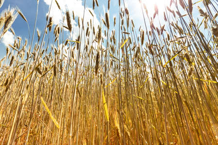 Ripening wheat ears on cloudy sky background with sunshine. Beautiful summer country nature....