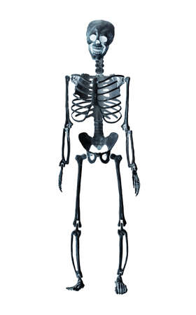 Human skeleton model isolated on white background. X-ray, bones examination concept. Front view....
