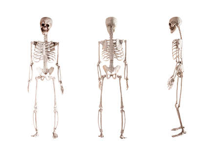 Human skeleton model isolated on white background. Front, back, side views. Anatomy or Halloween holiday concept. High quality photoの写真素材