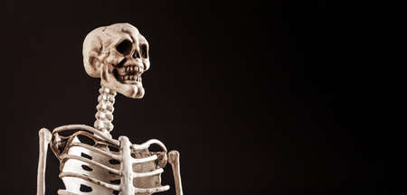 Banner with human skeleton on black background. 3d model for teaching purposes. Skull, vertebra,...