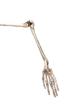 Human skeleton arm isolated on white background. Skeletal system anatomy, science, medical education...
