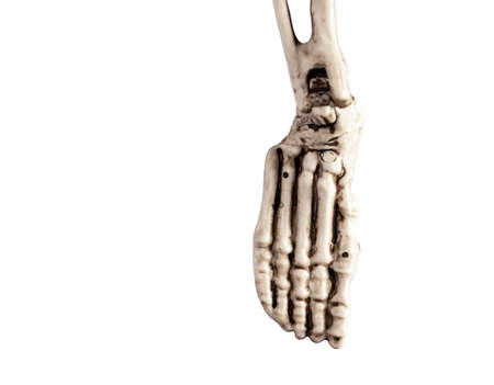 Human skeleton foot isolated on white background. Skeletal system anatomy, medicine concept. High...